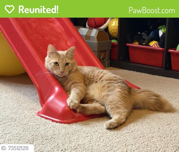 Reunited Male Cat last seen Springbrook Avenue right off of 502, Moosic, PA 18507