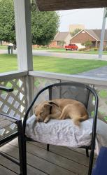 Lost Male Dog last seen Timbertech, Wilmington, OH 45177