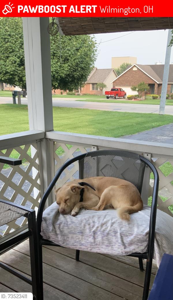 Lost Male Dog last seen Timbertech, Wilmington, OH 45177