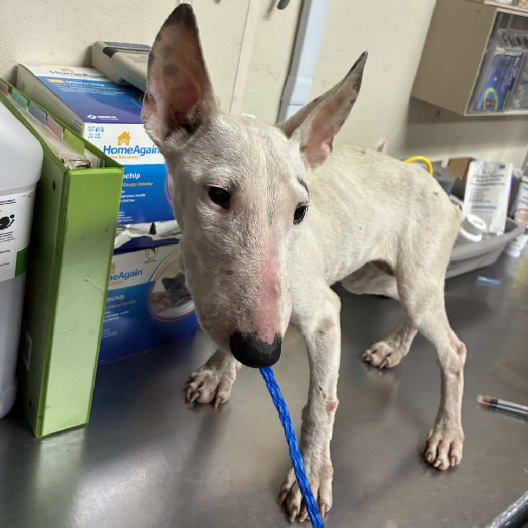Shelter Stray Female Dog last seen , 2207 Finfeather Rd, Bryan, TX 77801, USA