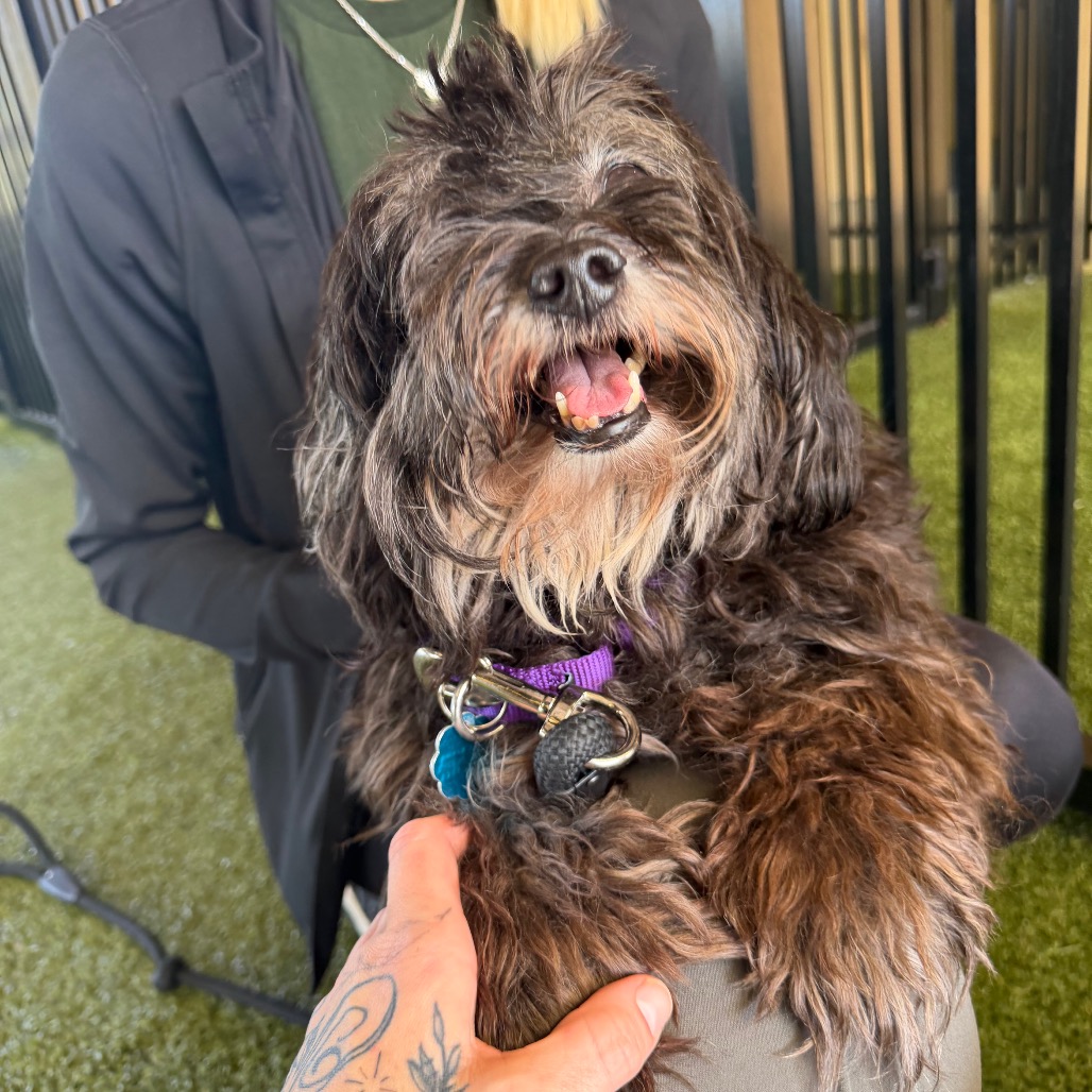 Shelter Stray Female Dog last seen , 3200 N Military Trl, West Palm Beach, FL 33409, USA