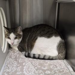 Shelter Stray Female Cat last seen , 244 Georgetown Rd, Jacksonville, NC 28540, USA