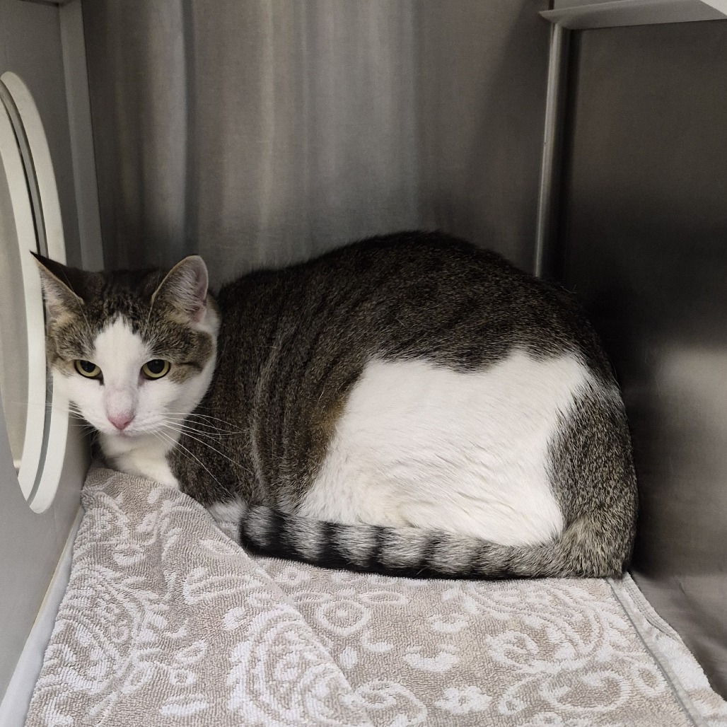 Shelter Stray Female Cat last seen , 244 Georgetown Rd, Jacksonville, NC 28540, USA