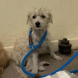 Shelter Stray Female Dog last seen , 361 S Raymond Ave, Pasadena, CA 91105, USA