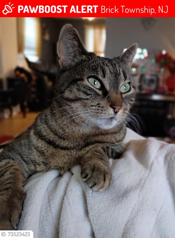 Lost Female Cat last seen Huxley, Lake Riviera, Brick Township, NJ 08723