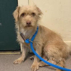 Shelter Stray Female Dog last seen , 361 S Raymond Ave, Pasadena, CA 91105, USA