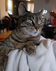 Lost Female Cat last seen Huxley, Lake Riviera, Brick Township, NJ 08723