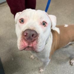 Shelter Stray Male Dog last seen , 8464 Beach Blvd, Jacksonville, FL 32216, USA