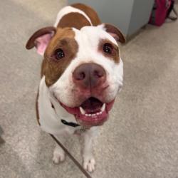Shelter Stray Female Dog last seen , 8464 Beach Blvd, Jacksonville, FL 32216, USA