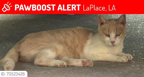 Lost Female Cat last seen Spring meadow subdivision, LaPlace, LA 70068