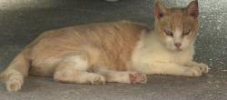 Lost Female Cat last seen Spring meadow subdivision, LaPlace, LA 70068