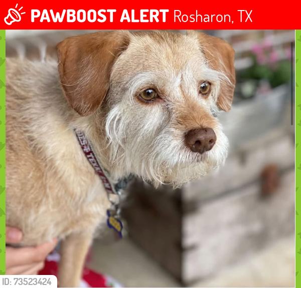 Lost Female Dog last seen Near Aroma Knoll Ln, Rosharon, TX 77583