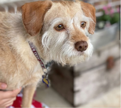 Lost Female Dog last seen Near Aroma Knoll Ln, Rosharon, TX 77583