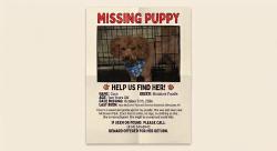 Lost Female Dog last seen Mcgovern Park, Milwaukee, WI 53209