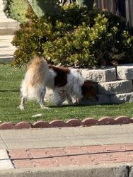Reunited Unknown Dog last seen Cherry st and Haley st, Newark, CA 94560
