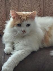 Reunited Male Cat last seen Woodstock Road, Belfast, Northern Ireland 
