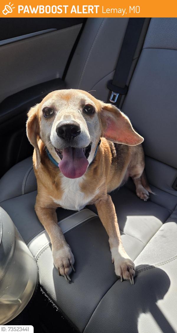 Found/Stray Female Dog last seen Lemay Ferry Rd & Weiss Ave, Lemay, MO 63125