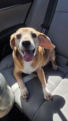 Found/Stray Female Dog last seen Lemay Ferry Rd & Weiss Ave, Lemay, MO 63125