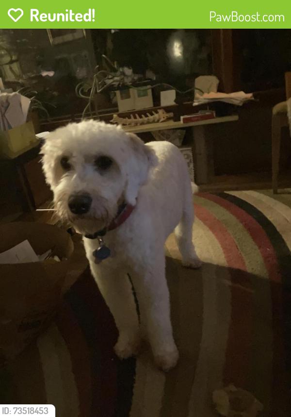 Reunited Male Dog last seen Quick road and state road, Cuyahoga Falls, OH 44264