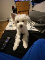 Reunited Female Dog last seen Near N 31st, Colorado Springs, CO 80904
