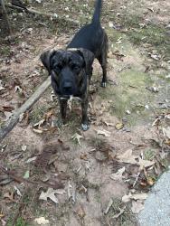 Found/Stray Male Dog last seen Covington ga, Newton County, GA 30016
