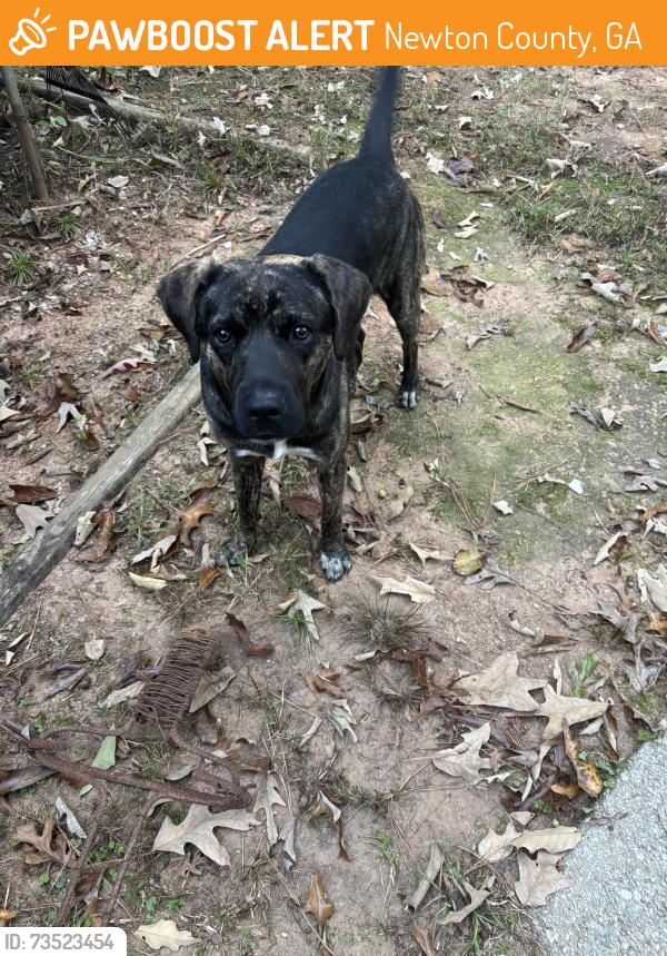 Found/Stray Male Dog last seen Covington ga, Newton County, GA 30016