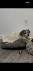 Lost Male Dog last seen Denker, Los Angeles, CA 90062