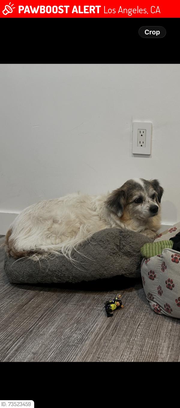 Lost Male Dog last seen Denker, Los Angeles, CA 90062