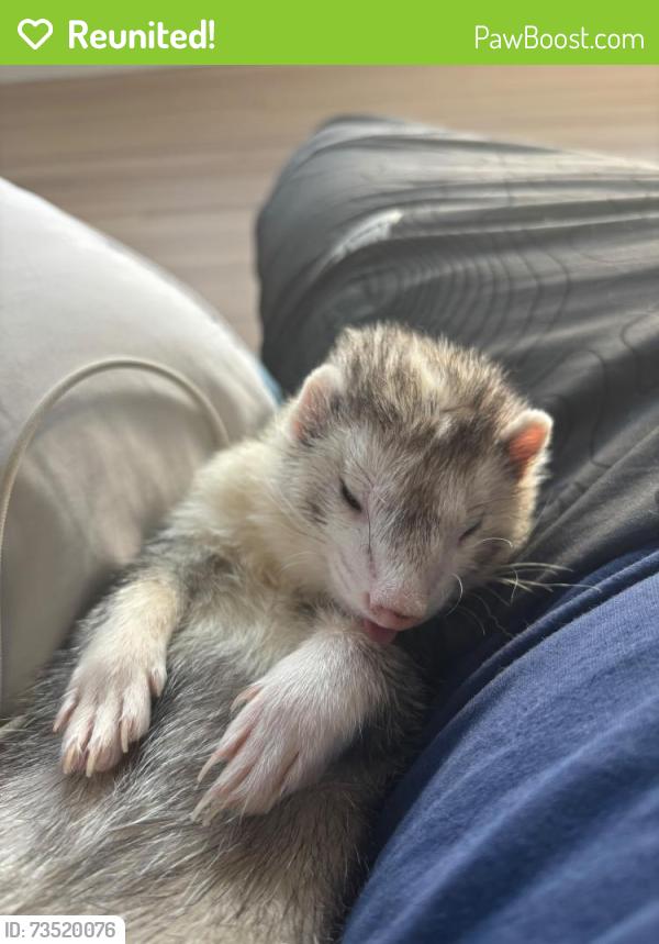 Reunited Male Ferret last seen Front of the for the building Bonaire in 15 central av 10301 Staten Island, Staten Island, NY 10301