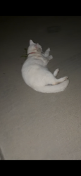 Found/Stray Female Cat last seen Neighborhood off oso and Marguerite pkwy, Mission Viejo, CA 92692