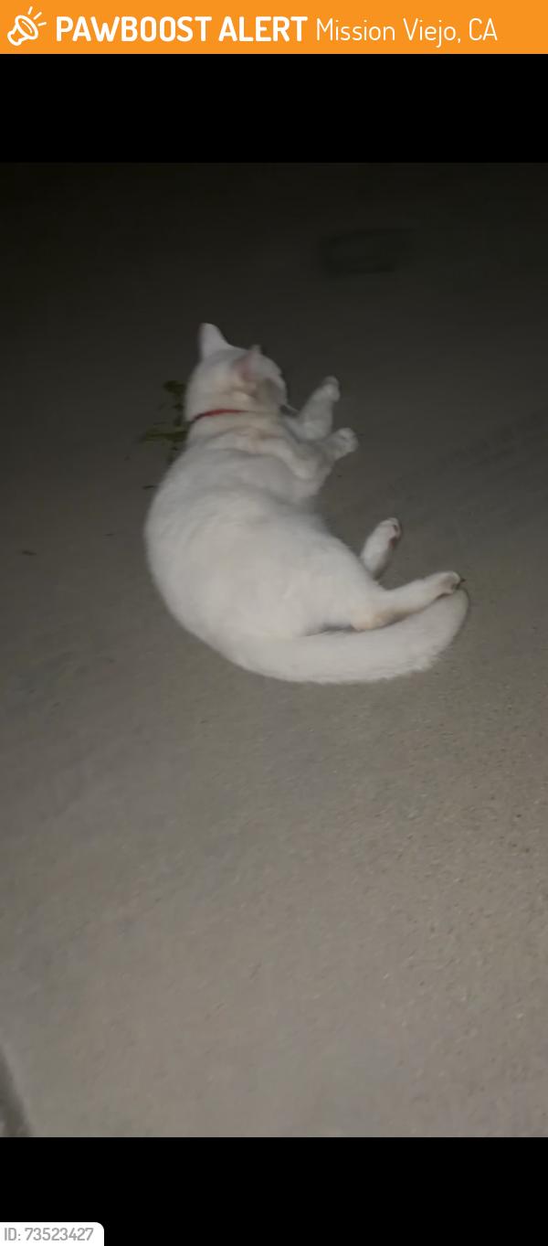 Found/Stray Female Cat last seen Neighborhood off oso and Marguerite pkwy, Mission Viejo, CA 92692