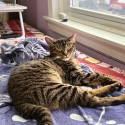 Reunited Male Cat last seen Upper Darby, Upper Darby Township, PA 19082