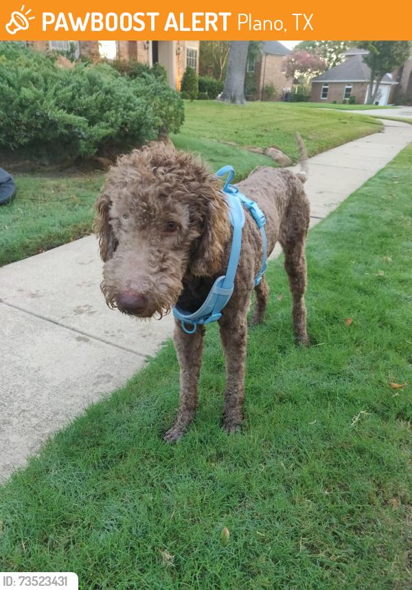 Found/Stray Male Dog last seen Water oak & stoney point drive, plano, Plano, TX 75025