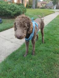 Found/Stray Male Dog last seen Water oak & stoney point drive, plano, Plano, TX 75025