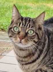 Lost Female Cat last seen Innes, Ottawa, ON 