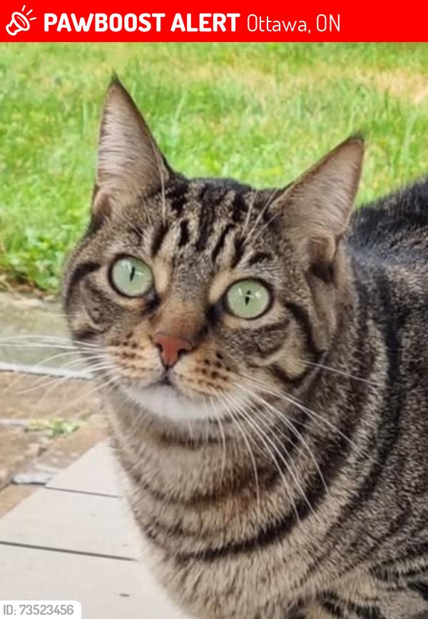 Lost Female Cat last seen Innes, Ottawa, ON 
