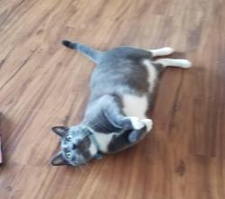 Reunited Male Cat last seen Radio Dr., Woodbury, MN 55125