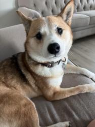 Reunited Female Dog last seen W7170 Highway 10 114 - Cimmaron’s Bar and Griil, Menasha, WI 54952
