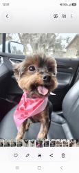Reunited Female Dog last seen Woodshore Community, Clute, TX 77531