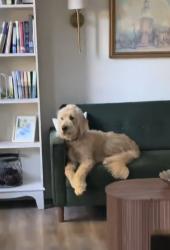Lost Male Dog last seen Idk, Suffolk, VA 23434