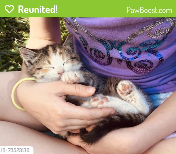 Reunited Female Cat last seen Westwood heights neighborhood, Allentown, PA 18104
