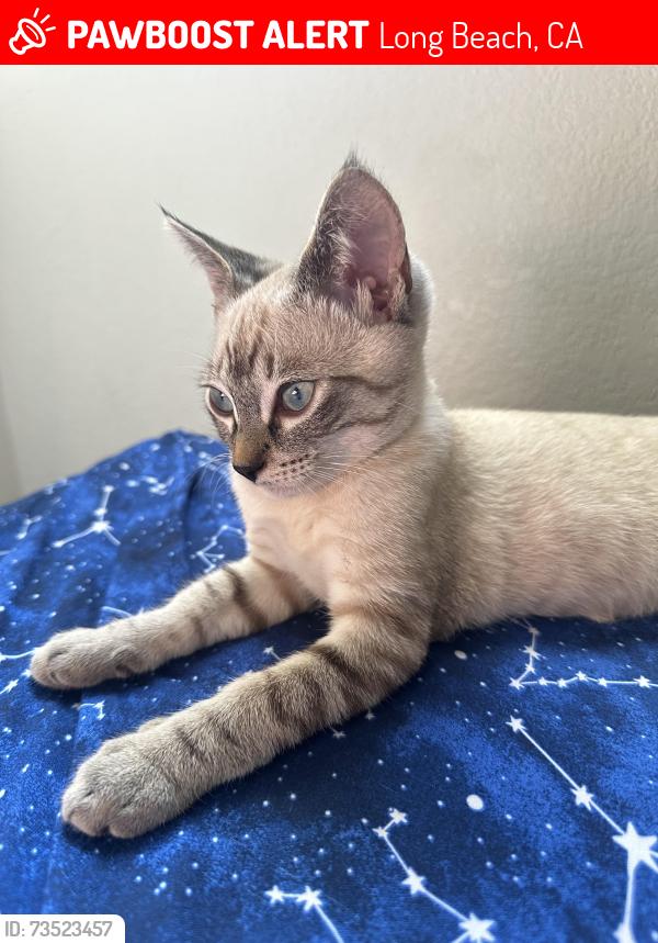 Lost Male Cat last seen 25th pasadena, Long Beach, CA 90806