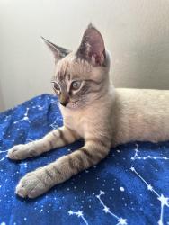 Lost Male Cat last seen 25th pasadena, Long Beach, CA 90806