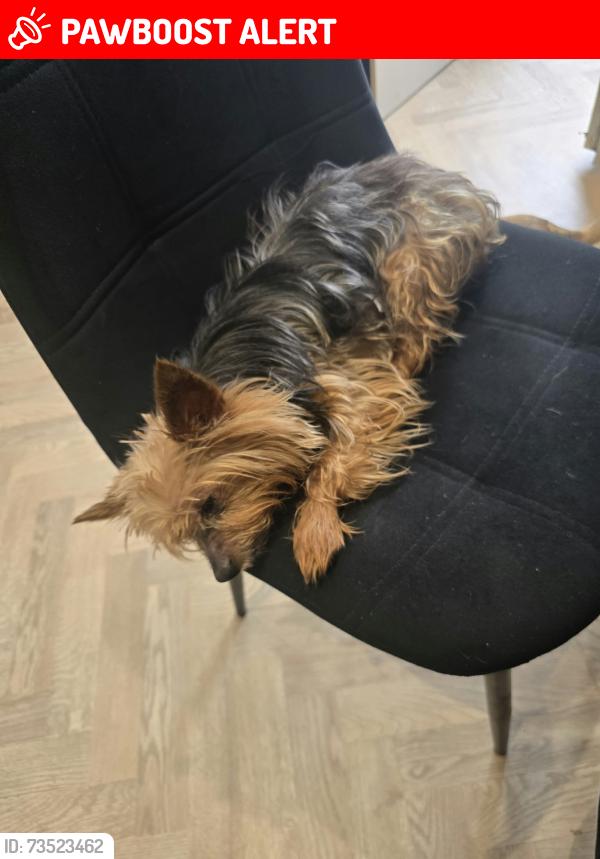 Lost Male Dog last seen Fairway school, King's Norton, England 