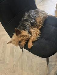 Lost Male Dog last seen Fairway school, King's Norton, England 