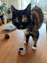Lost Female Cat last seen Schiller/ SE 36th place, Portland, OR 97202
