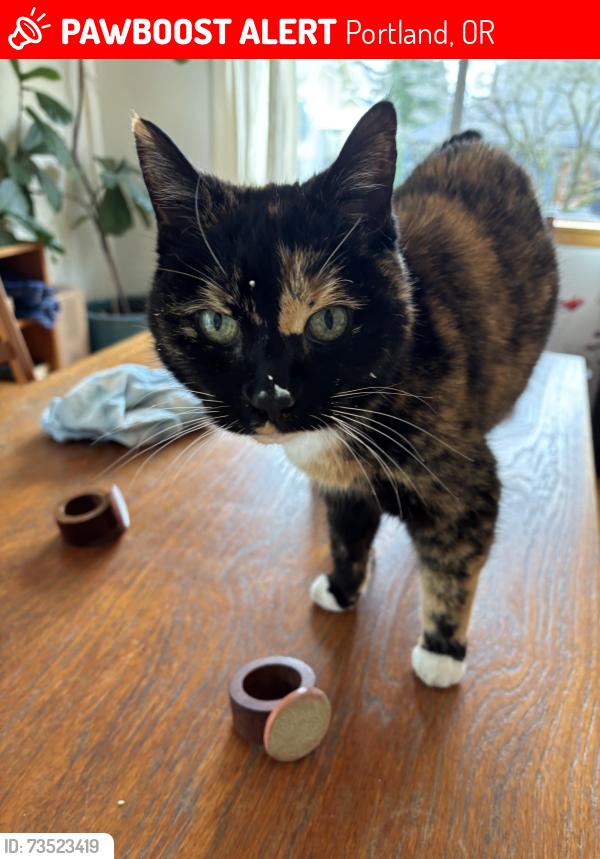 Lost Female Cat last seen Schiller/ SE 36th place, Portland, OR 97202