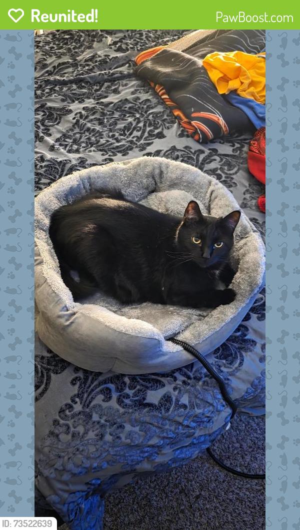 Reunited Female Cat last seen Majestic Cove apmts, Apple Valley, MN 55124