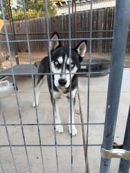 Found/Stray Male Dog last seen Fruit Ave. West of Nelson Elementary, Fresno, CA 93711