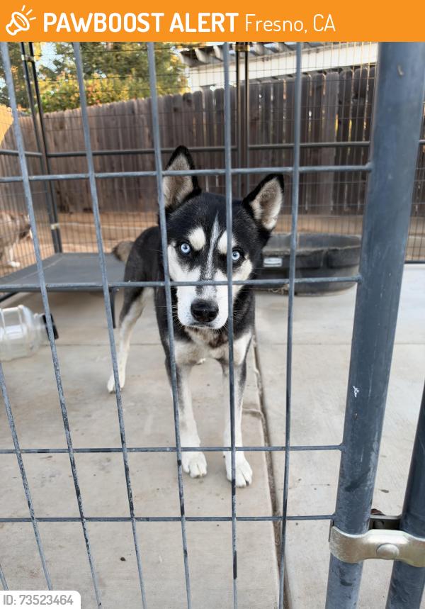 Found/Stray Male Dog last seen Fruit Ave. West of Nelson Elementary, Fresno, CA 93711